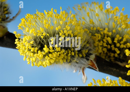 Goat Willow männlichen Kätzchen Salix Caprea Sal Weide Maennliche Weidenkaetzchen Weidenkätzchen freistellbar Stockfoto