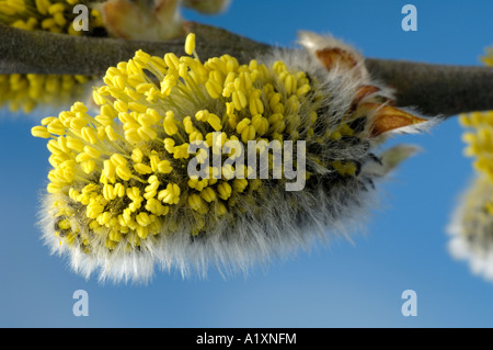 Goat Willow männlichen Kätzchen Salix Caprea Sal Weide Maennliche Weidenkaetzchen Weidenkätzchen freistellbar Stockfoto