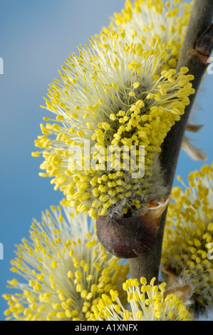 Goat Willow männlichen Kätzchen Salix Caprea Sal Weide Maennliche Weidenkaetzchen Weidenkätzchen freistellbar Stockfoto
