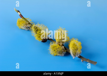 Goat Willow männlichen Kätzchen Salix Caprea Sal Weide Maennliche Weidenkaetzchen Weidenkätzchen Stockfoto