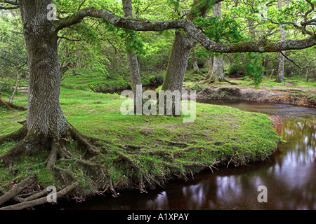 Ober-Wasser in den New Forest National Park, Hampshire, England Stockfoto