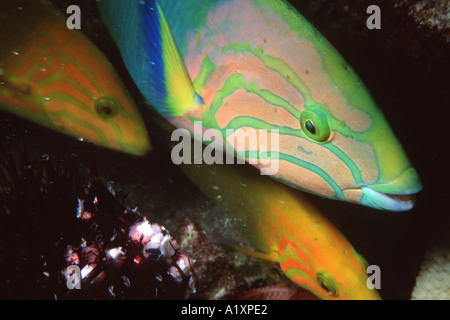 Schachbrett Lippfisch Halichoeres Hortulanus Sunset Reef Rarotonga Cookinseln Südsee Stockfoto