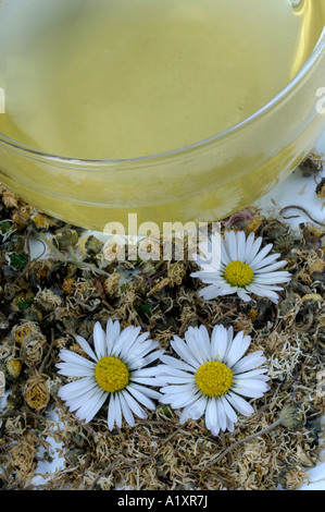 Eine Tasse Tee englische Gänseblümchen Bellis Perennis Eine Tasse Tee Mit Gaensebluemchen Stockfoto