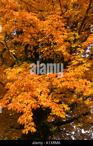 Herbst-Bäume entlang der Natchez Trace Parkway in der Nähe von Nashville Tennessee USA Stockfoto