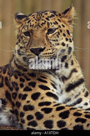 Ein Erwachsener Amur-Leopard ruht auf einem Baum Stockfoto