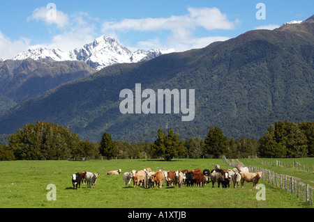 Kühe in der Nähe von Fox Glacier Westküste Südinsel Neuseeland Stockfoto