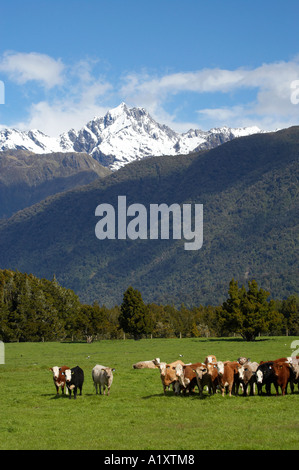 Kühe in der Nähe von Fox Glacier Westküste Südinsel Neuseeland Stockfoto