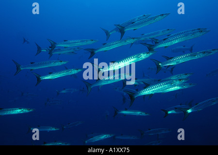 Blackfin Barracudas größten Qenie Schulbildung Namu Atoll Marshall-Inseln N Pazifik Stockfoto