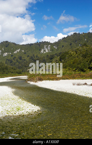 Fox River in der Nähe von Paparoa Nationalpark Westküste Südinsel Neuseeland Stockfoto