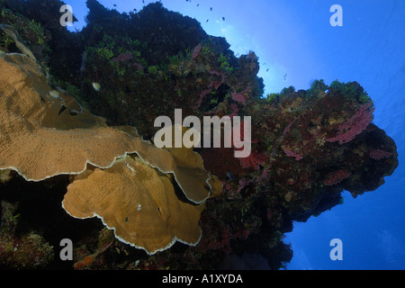 Harte Pachyseris Speciosa Namu Korallenatoll Marshallinseln N Pazifik Stockfoto