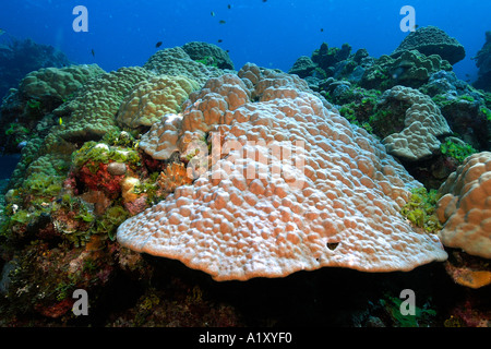 Lappen Korallen Porites sp und Algen Namu Atoll Marshall-Inseln N Pazifik Stockfoto