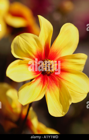 Dahlie Mondfeuer hautnah Stockfoto