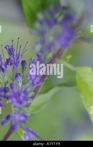 Caryopteris X clandonensis Worcester Gold Stockfoto