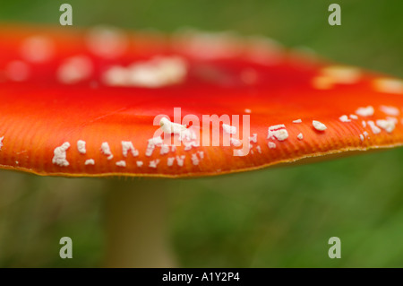 Nahaufnahme von Red spotted Fliegenpilz Stockfoto