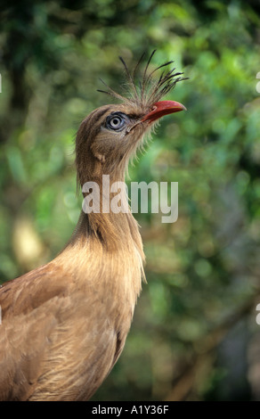 Rot-Legged Seriema Vogel (Cariama Cristata), Tropicana Vogelpark, Foz do Iguaçu, Südbrasilien Stockfoto