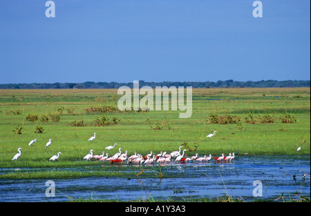 Rosa Löffler (oder rosige Löffler), Scarlet Ibis und Reiher, Los Llanos, Venezuela Stockfoto