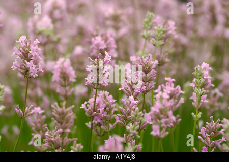 Lavandula Angustifolia Rosea English Lavender Stockfoto