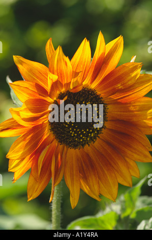 Helianthus Annus samt Königin Sonnenblume Stockfoto