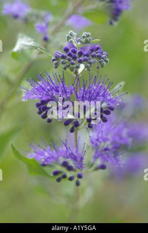 Caryopteris X clandonensis Worcester Gold Stockfoto