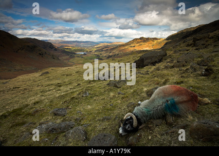 Tote Schafe auf dem Hardknott Pass, Lake District, England Stockfoto