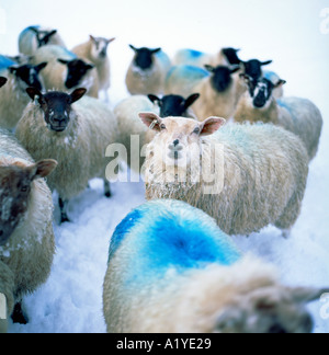 Schafe, die mit blauen raddle Farbstoff warten auf die Fütterung im Schnee in einem schneebedeckten Feld im Winter Llanwrda Carmarthenshire Wales UK KATHY DEWITT Stockfoto