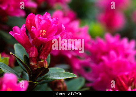Blumen von Alpenrose (Rhododendron Ferrugineum). Ariege Pyrenäen, Frankreich. Stockfoto