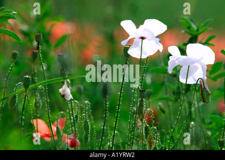 Weiß blühende Form der gemeinsamen Mohn (Papaver Rhoeas) in einer stillgelegten Ackerfläche. Ariege Pyrenäen, Frankreich. Stockfoto