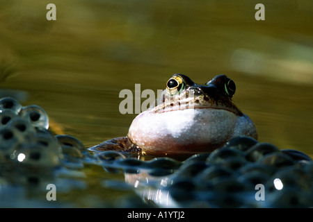 Männliche Grasfrosch (Rana Temporaria) ruft in einem Zucht-Teich. Powys, Wales. Stockfoto