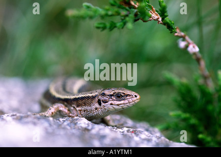 Weibliche gemeinen Eidechse (Lacerta Vivipara) sonnen sich auf einem Felsen. Ariege Pyrenäen, Frankreich. Stockfoto