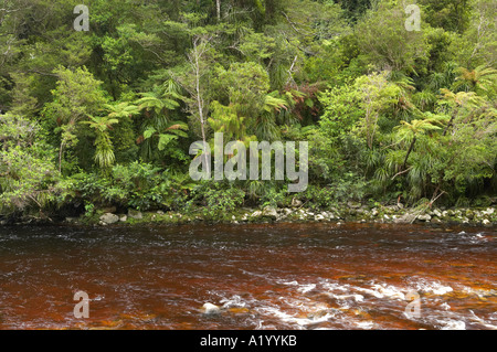 Oparara Fluss und einheimischen Busch in der Nähe von Karamea Kahurangi Nationalpark Westküste Südinsel Neuseeland Stockfoto