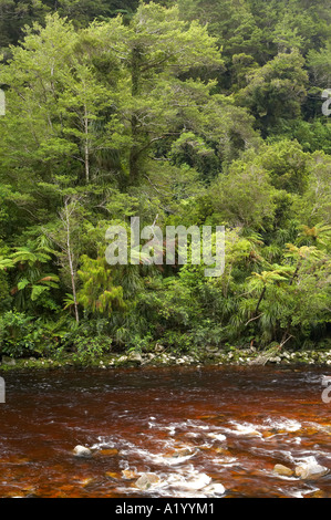 Oparara Fluss und einheimischen Busch in der Nähe von Karamea Kahurangi Nationalpark Westküste Südinsel Neuseeland Stockfoto