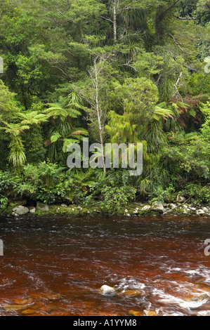 Oparara Fluss und einheimischen Busch in der Nähe von Karamea Kahurangi Nationalpark Westküste Südinsel Neuseeland Stockfoto