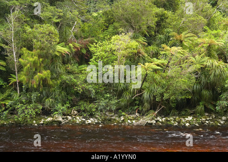 Oparara Fluss und einheimischen Busch in der Nähe von Karamea Kahurangi Nationalpark Westküste Südinsel Neuseeland Stockfoto