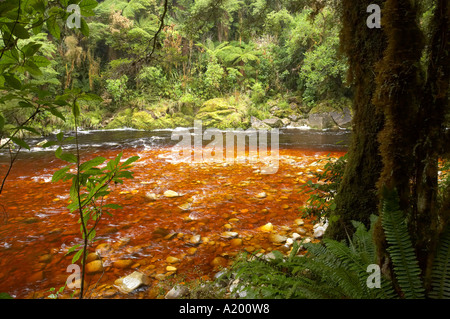 Oparara Fluss und Native Bush Oparara Becken in der Nähe von Karamea Kahurangi Nationalpark Westküste Südinsel Neuseeland Stockfoto