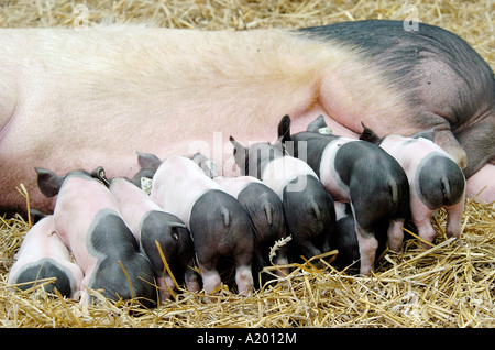 Schwäbisch Haellisches Landschwein Schwäbisch Haellisch Schwein in Süddeutschland Stockfoto