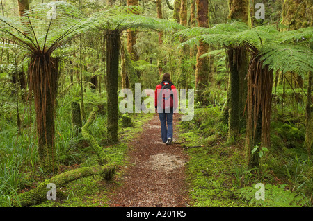 Verfolgen Sie Moira Gate Arch Oparara Becken in der Nähe von Karamea Kahurangi Nationalpark Westküste Südinsel Neuseeland Stockfoto