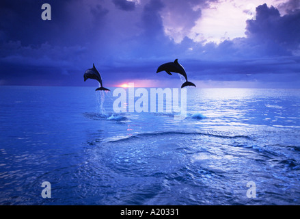 Bottlenose Dolphin Tursiops Truncatus springen bei Sonnenuntergang Stockfoto