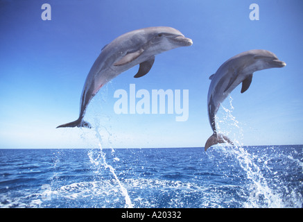 Bottlenose Delphine Tursiops truncatus Stockfoto