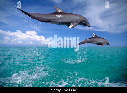 Tümmler Tursiops Truncatus springen Stockfoto