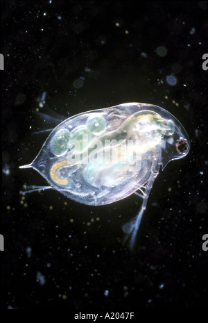 Leichte Schliffbild Wasserfloh oder Daphnia Pulex mit Eiern Stockfoto