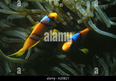 Twobar Anemonenfischen Amphiprion Bicinctus in Bubble Tipp Anemone Entacmaea Quadricolor Rotes Meer-Ägypten Stockfoto