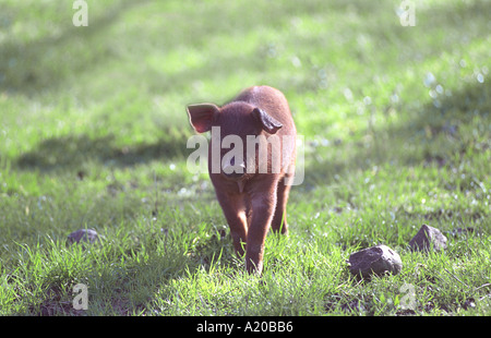 Pata Negra Ferkel Stockfoto