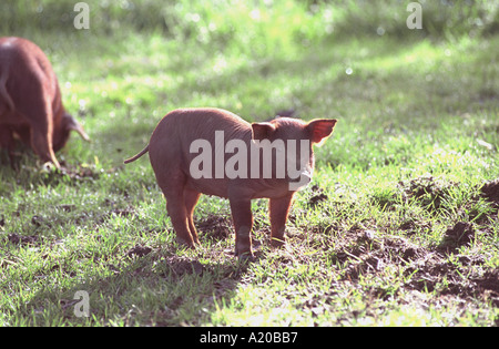 Pata Negra Ferkel Stockfoto