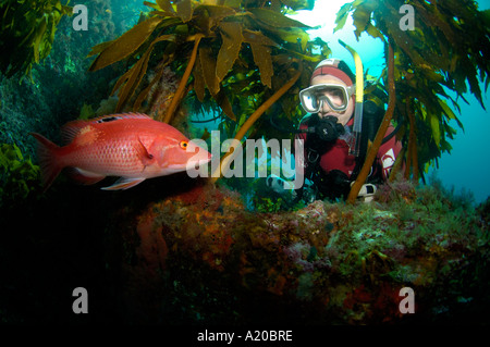 Taucher und männlichen rot Pigifish Bodianus Unimaculatus draußen Rikoriko Höhle Poor Knights Islands Neuseeland Südpazifik Stockfoto