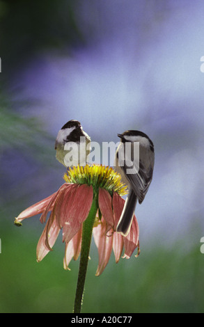 Zwei adorable chickadees Vögel Seite an Seite zusammen auf Coneflower auf der Suche nach Samen, Missouri Vereinigte Staaten Amerika USA Stockfoto