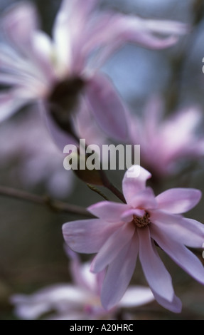 Magnolia 'Rosea' Stockfoto