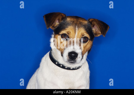 Jack Russell Terrier, sitzend, Nahaufnahme Stockfoto