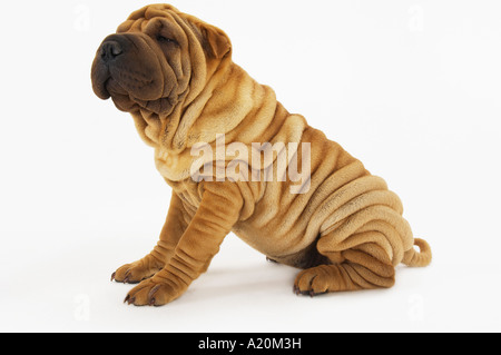 Shar-pei sitzt, Seitenansicht Stockfoto