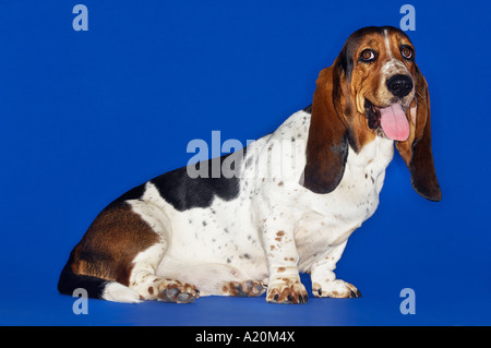 Basset Hound, sitzend, Zunge raus Stockfoto