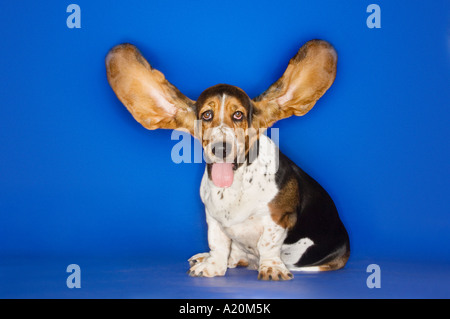 Basset Hound mit Ohren verlängert Stockfoto